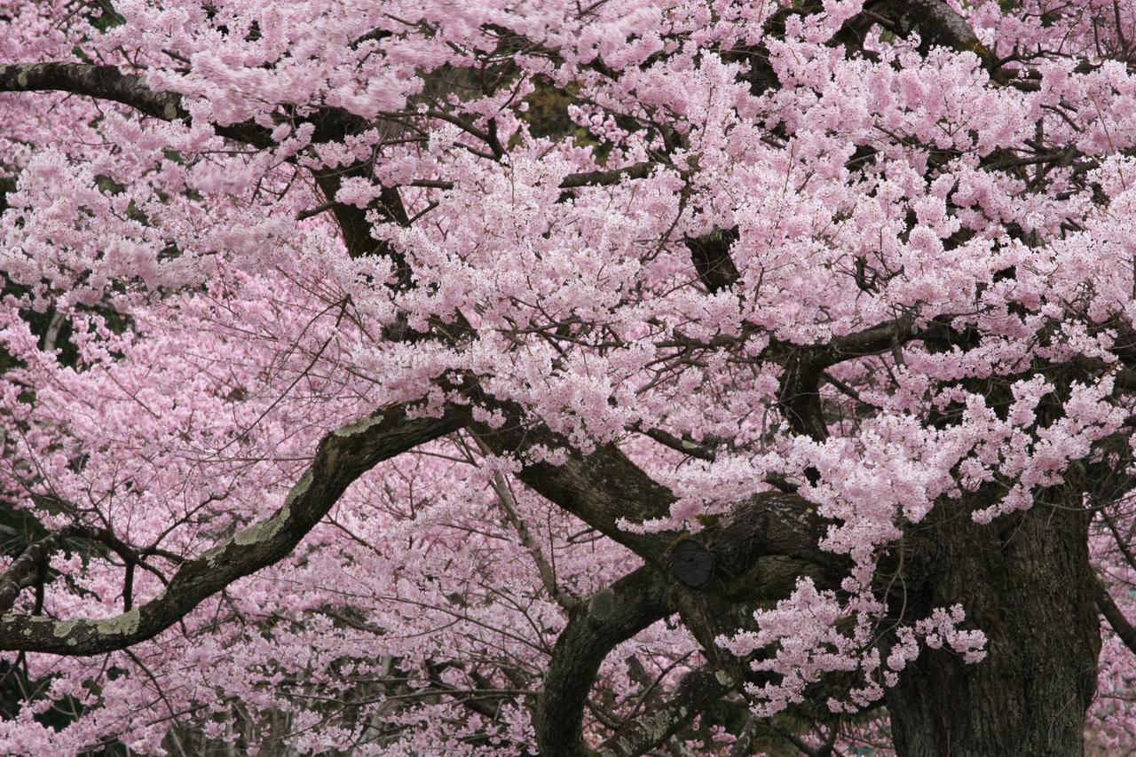 Nukumorino-Yado Komanoyu Kiso Extérieur photo